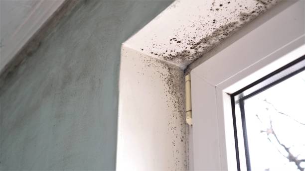 Best Residential Mold Inspection & Testing  in Cresson, TX