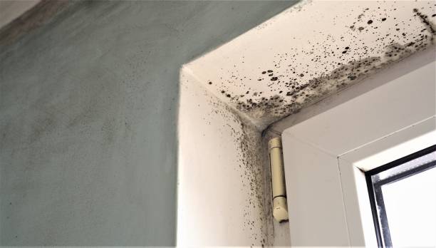 Best Air Quality Testing for Mold Spores  in Cresson, TX
