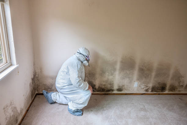 Environmental Consulting for Mold Prevention in Cresson, TX