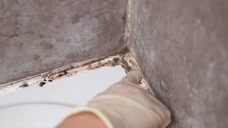 Best Environmental Consulting for Mold Prevention  in Cresson, TX