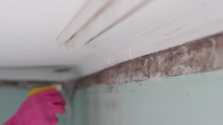 Best Dehumidification Services  in Cresson, TX